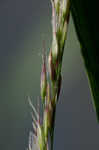 Giant cutgrass